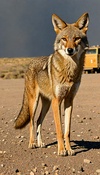 Rescue the Coyote Queen