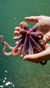 Octopus Treasure Hunt